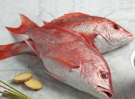 https://shp.aradbranding.com/خرید و قیمت ماهی سرخو محلی جنوب + فروش عمده